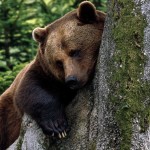 Александр Гольц: «Одинокий медведь у разбитого корыта»