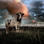 Кирилл Рогов: Кризис тощих коров
