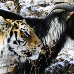 Дмитрий Быков: Козлы при тигре 